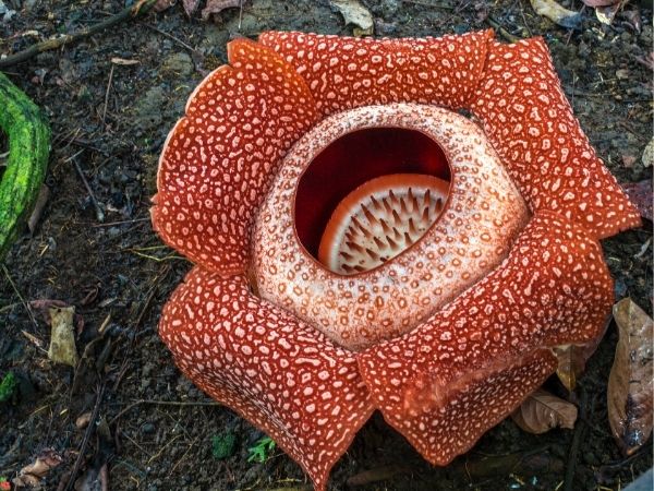 Rafflesia